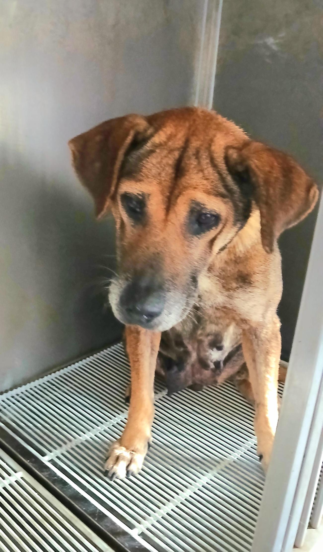 금왕동물병원_443447202501089